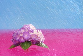 國外攝影精品選 三 花卉