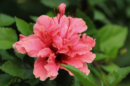 拍攝花卉入門(mén)指南 從基礎(chǔ)技巧到創(chuàng)意表達(dá)