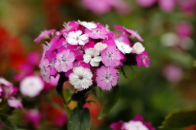 朵朵石竹迎春綻，鏡頭下的生態(tài)畫卷