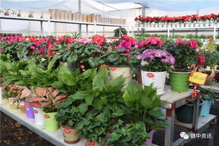 樟樹(shù)花卉基地豪贈(zèng)盆景，全城盛邀共享自然之美