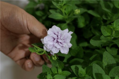 百花競(jìng)艷，智繪未來(lái)——北京國(guó)際花展亮點(diǎn)花卉產(chǎn)品全覽