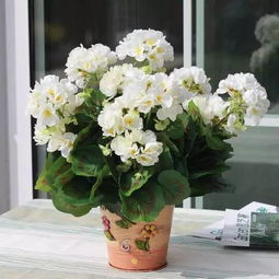 辦公室植物精選指南 提升效率與氛圍的綠色伙伴