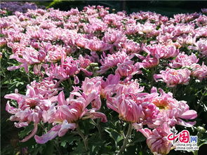 花海迎秋色，四萬(wàn)盆精品菊攜十萬(wàn)時(shí)令花卉扮靚濱城