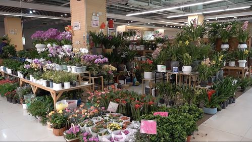 實(shí)探即將閉店的花卉市場(chǎng) 市民趁商家甩賣(mài)，提前購(gòu)置春節(jié)用品花卉
