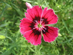 養(yǎng)眼花卉 點(diǎn)亮生活的一抹色彩