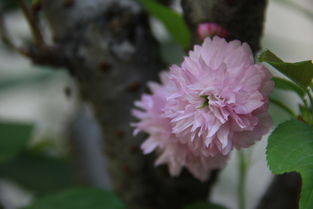 花卉雜拍 鏡頭下的生命詩(shī)篇